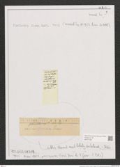 Gomphonema sp. (de-Toni-Nr.: Genus 37, Species 1736 ?) Zeichnungen Sammlung Grunow (NHMW-BOT-W0371089)